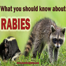 What You Should Know About Rabies by Ron