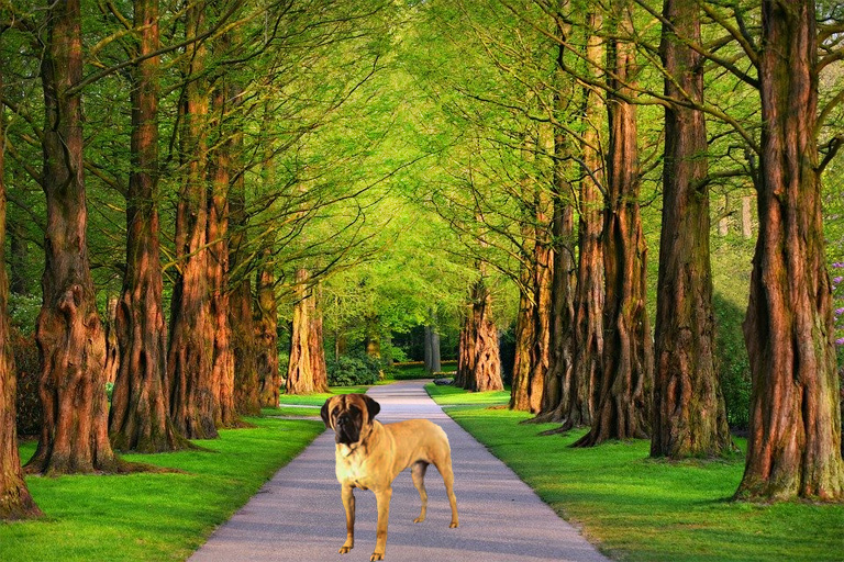 bullmastiff image