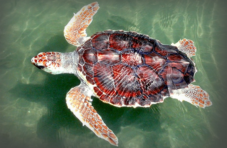 Loggerhead Sea Turtles