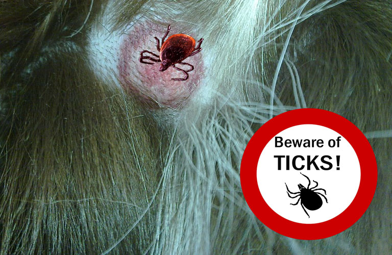 beware of ticks image