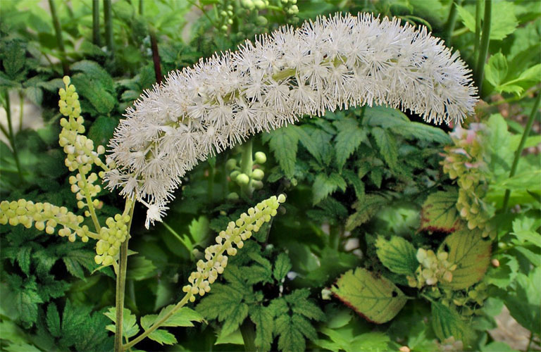 black-cohosh