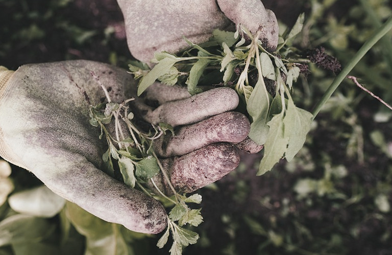 gardening image