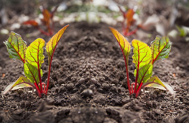 gardening image