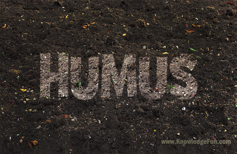 Humus image