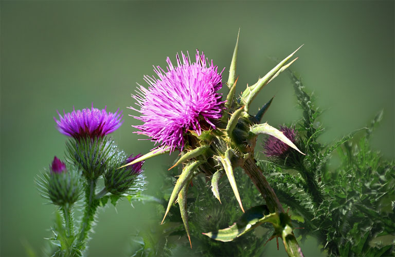 milk thistle