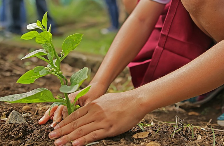 planting image