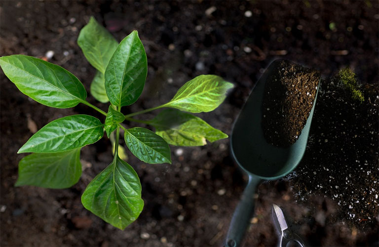 planting image