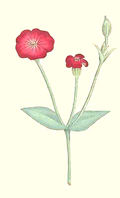 Agrostemma Coronaria