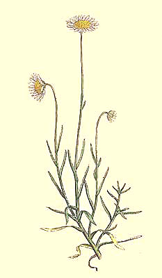 Aster Tenellus