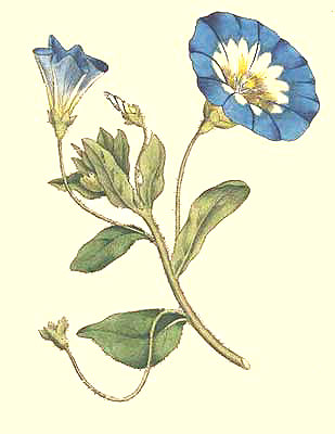 Convolvulus Tricolor or Bindweed