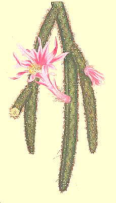 Cactus Flagelliformis