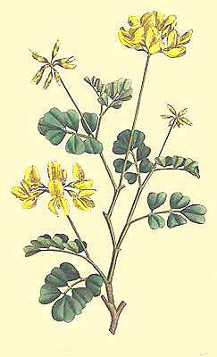 Coronilla Glauca