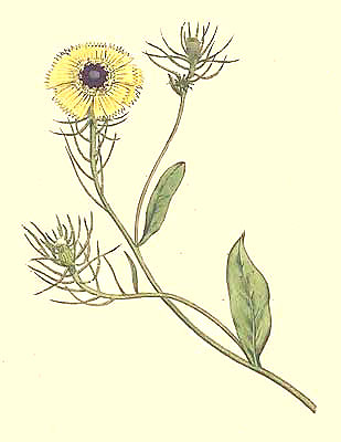 Crepis Barbata