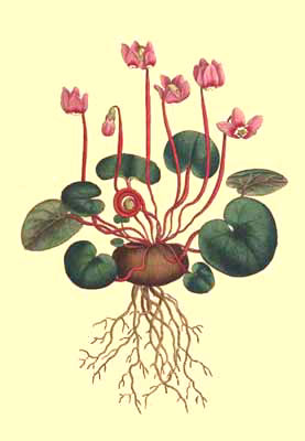 Cyclamen Coum