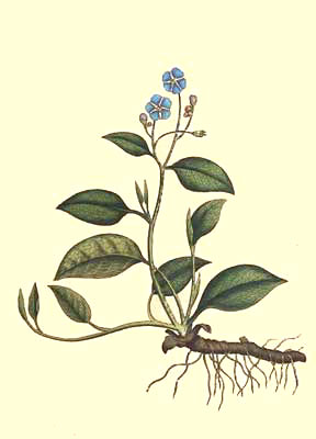 Cynoglossum Omphalodes