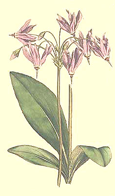 Dodecatheon Meadia, Mead's Dodecatheon, or American Cowslip