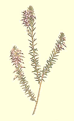 Erica Herbacea