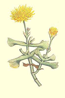 Fig Marigold