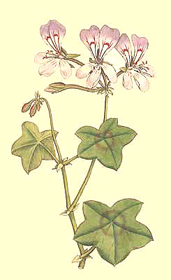 Geranium Peltatum