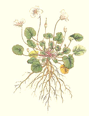 Geranium Reichardi