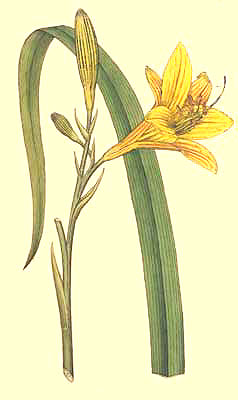 Hemerocallis Flava or Yellow Day Lily