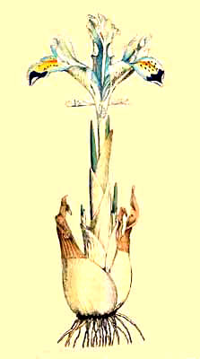 Iris Persica or Persian Iris