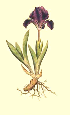 Iris Pumila or Dwarf Iris