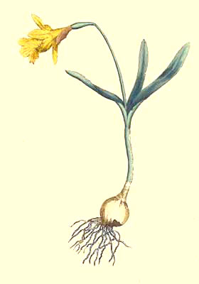 Narcissus Minor or Least Daffodil