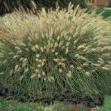 perennial fountain grass