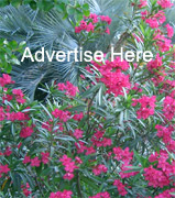 advertise here