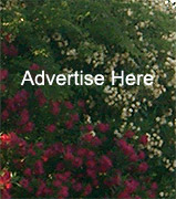 advertise here