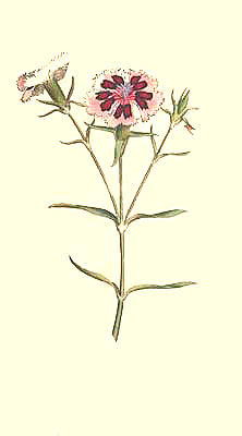 Dianthus Chinensis